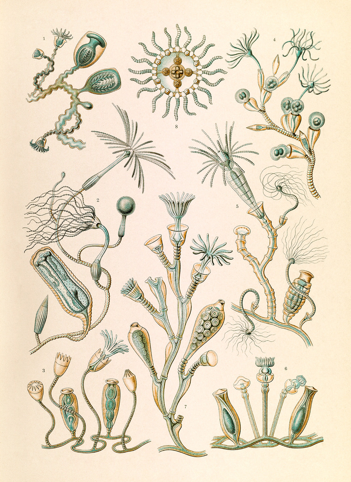 Campanariae Print: Ernst Haeckel Oceanography Art NH55