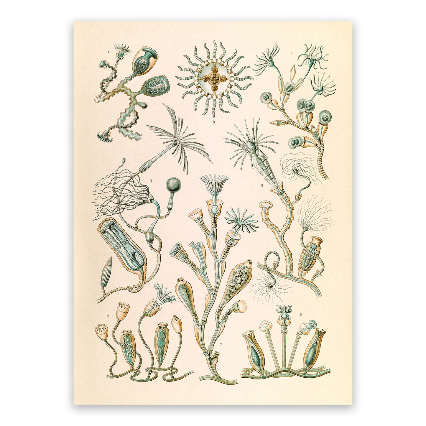 Campanariae Print: Ernst Haeckel Oceanography Art NH55