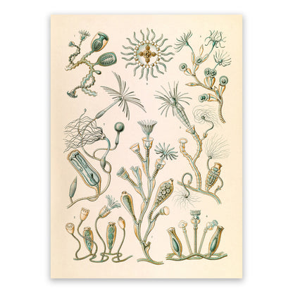 Campanariae Print: Ernst Haeckel Oceanography Art NH55