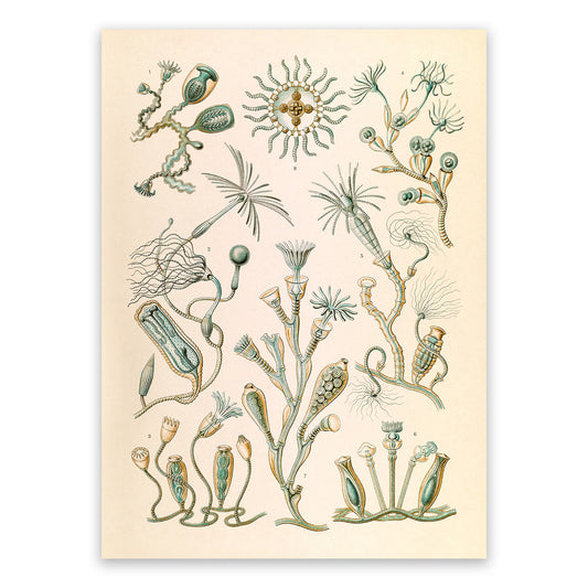 Campanariae Print: Ernst Haeckel Oceanography Art NH55
