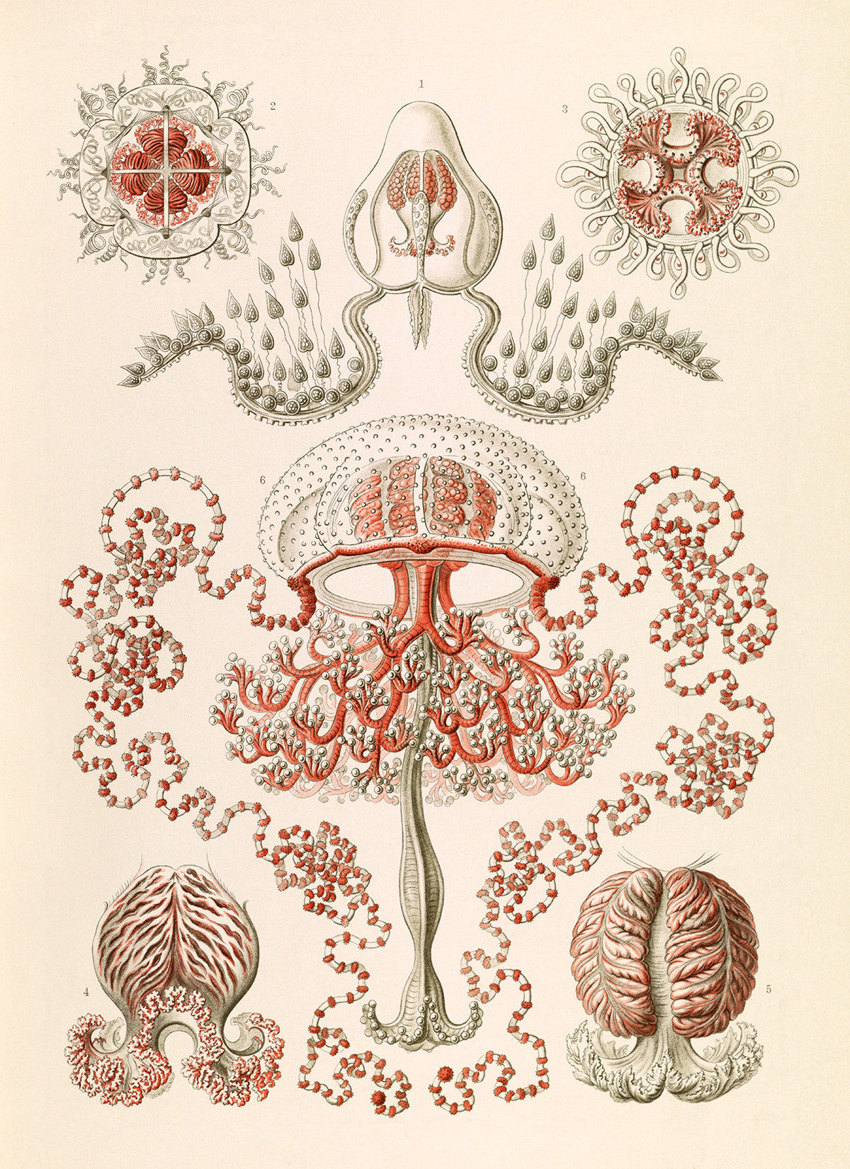 Anthoathecata Print: Ernst Haeckel Oceanography Art NH56