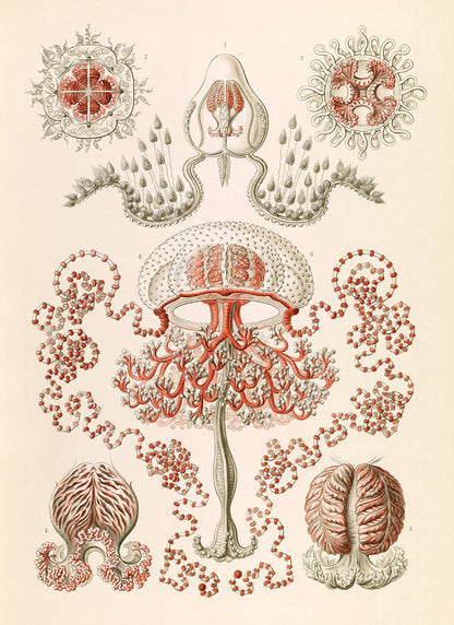 Anthoathecata Print: Ernst Haeckel Oceanography Art NH56