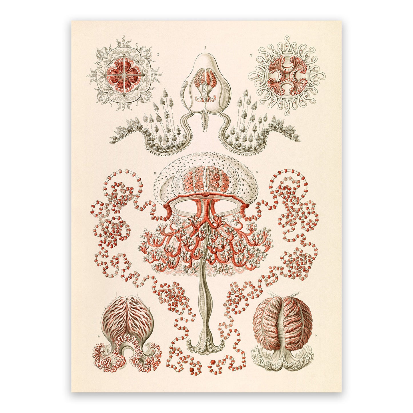 Anthoathecata Print: Ernst Haeckel Oceanography Art NH56