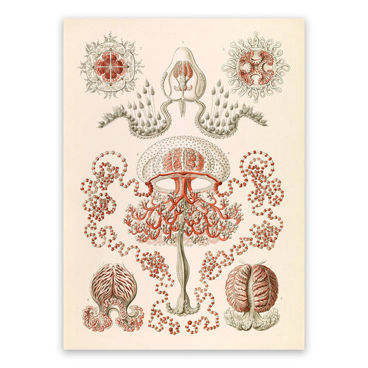 Anthoathecata Print: Ernst Haeckel Oceanography Art NH56