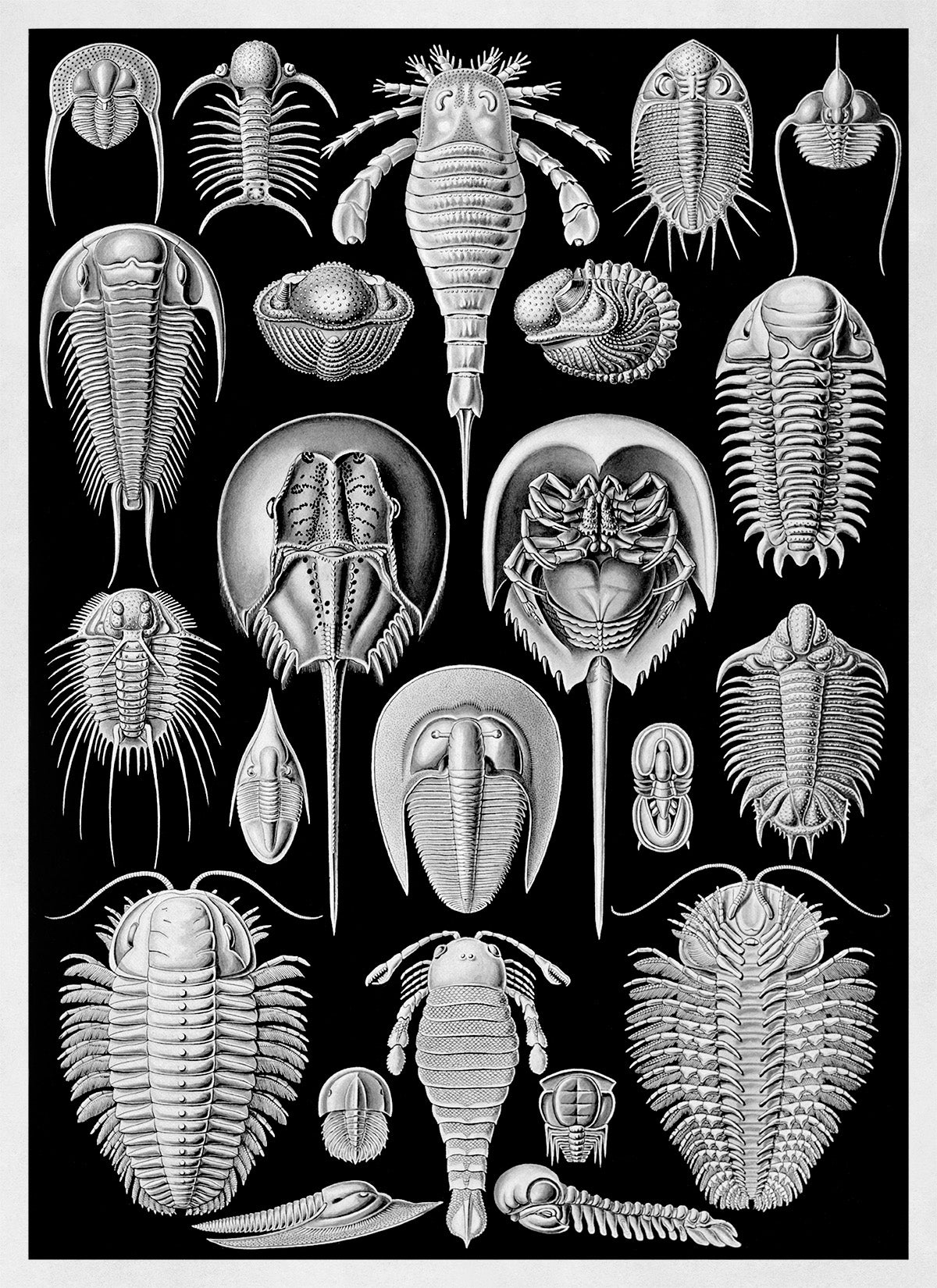 Aspidonia Print: Ernst Haeckel Marine Arthropods Art NH57