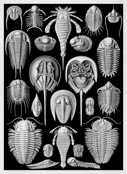 Aspidonia Print: Ernst Haeckel Marine Arthropods Art NH57