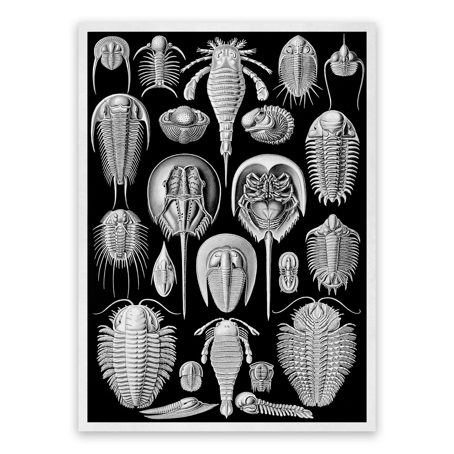 Aspidonia Print: Ernst Haeckel Marine Arthropods Art NH57