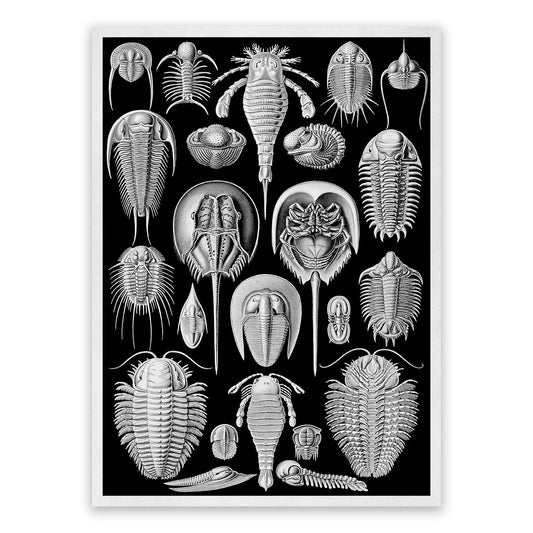 Aspidonia Print: Ernst Haeckel Marine Arthropods Art NH57