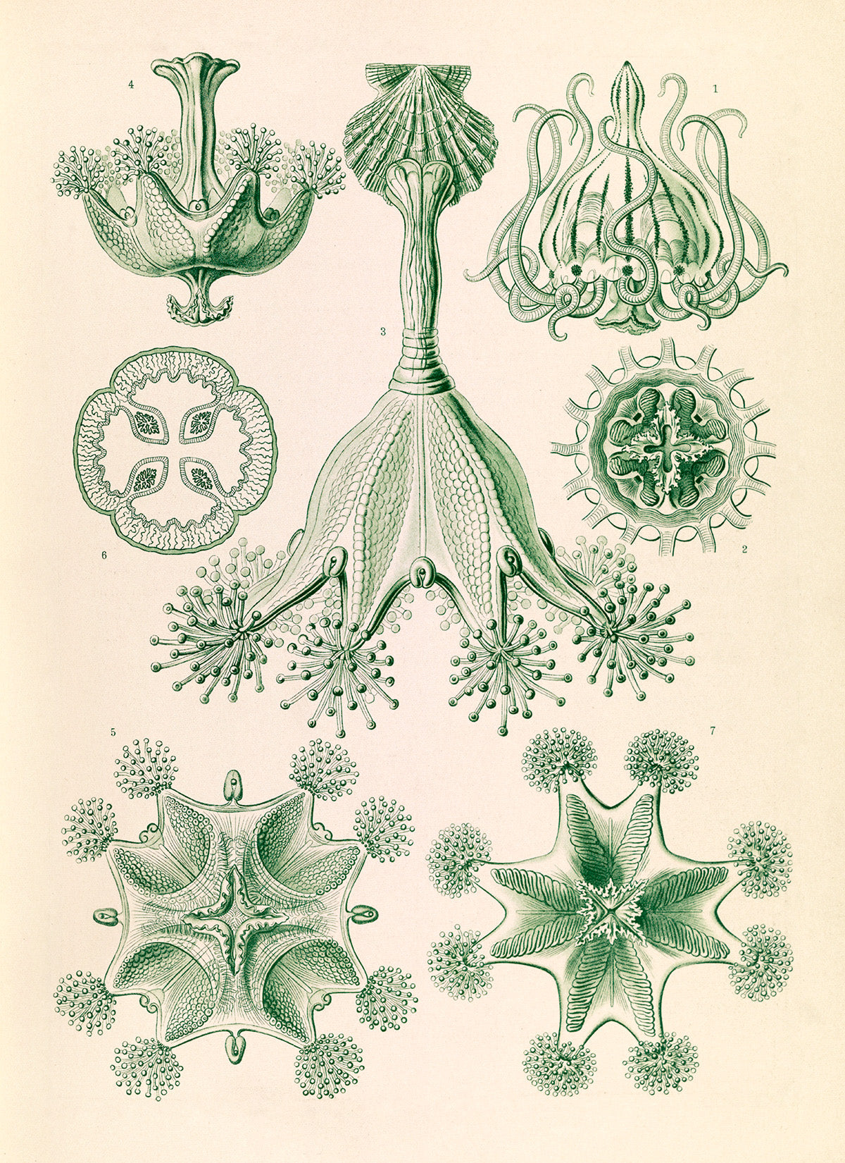 Stalked Jellyfish Print: Ernst Haeckel Oceanography Art NH58