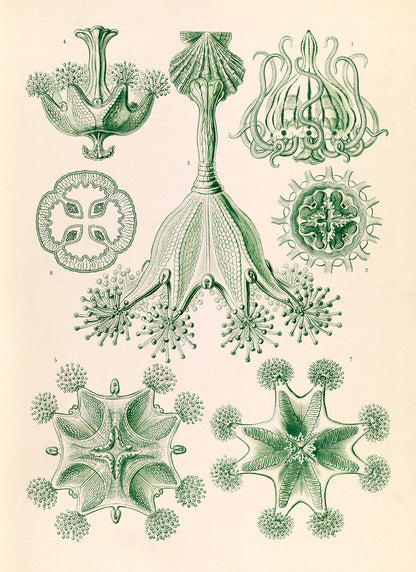 Stalked Jellyfish Print: Ernst Haeckel Oceanography Art NH58