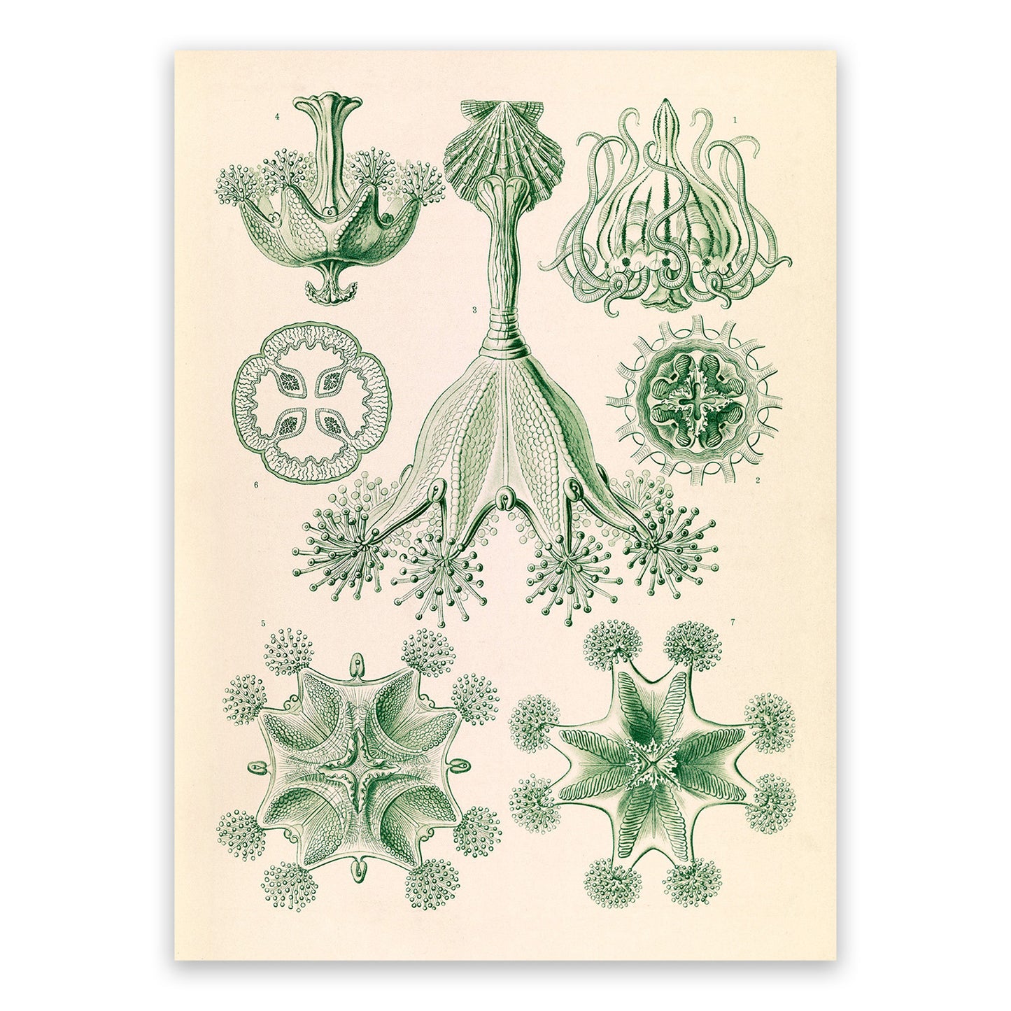 Stalked Jellyfish Print: Ernst Haeckel Oceanography Art NH58