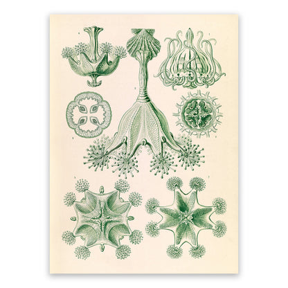 Stalked Jellyfish Print: Ernst Haeckel Oceanography Art NH58