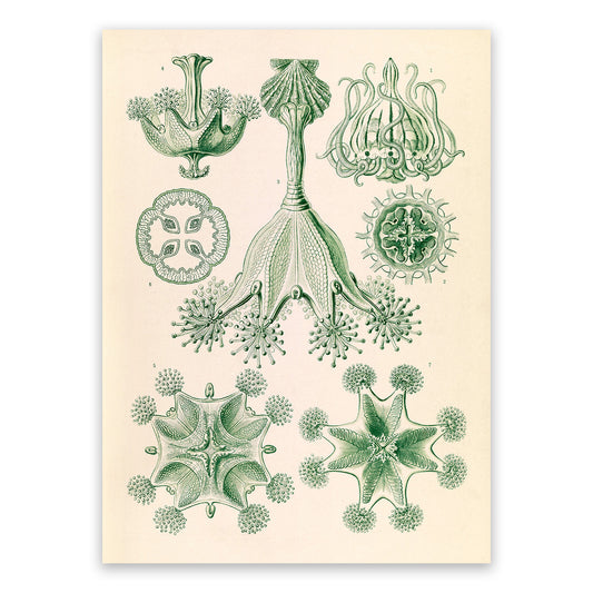 Stalked Jellyfish Print: Ernst Haeckel Oceanography Art NH58