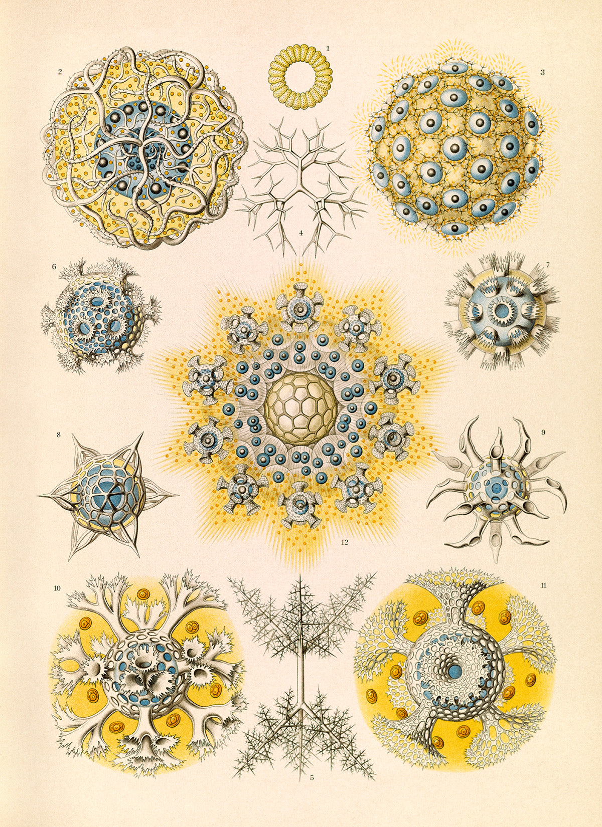 Radiolarian Microorganisms Print: Ernst Haeckel Marine Life Art NH59