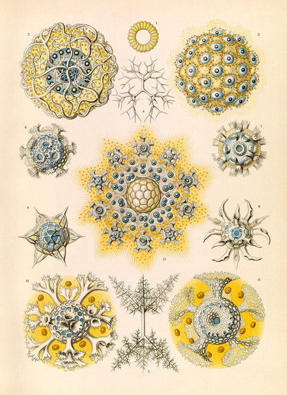 Radiolarian Microorganisms Print: Ernst Haeckel Marine Life Art NH59