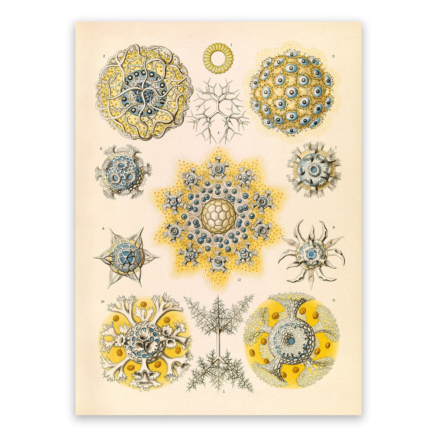 Radiolarian Microorganisms Print: Ernst Haeckel Marine Life Art NH59
