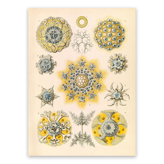 Radiolarian Microorganisms Print: Ernst Haeckel Marine Life Art NH59