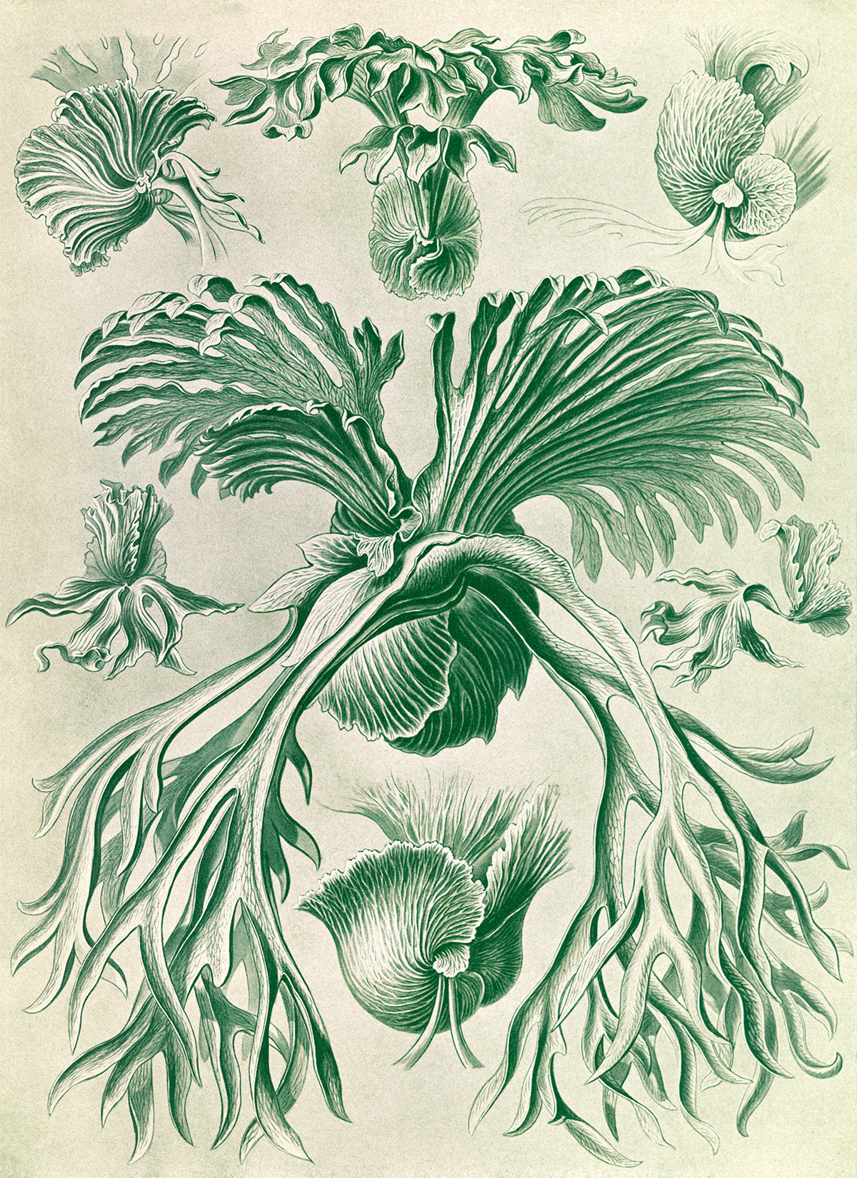 Filicinae Fern Print: Ernst Haeckel Plant Life Art NH60