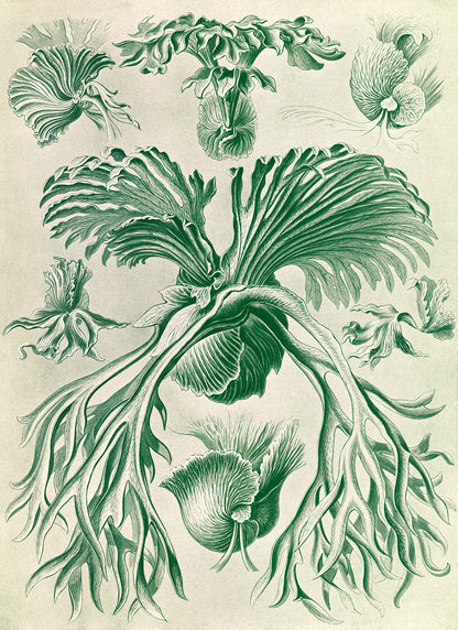 Filicinae Fern Print: Ernst Haeckel Plant Life Art NH60