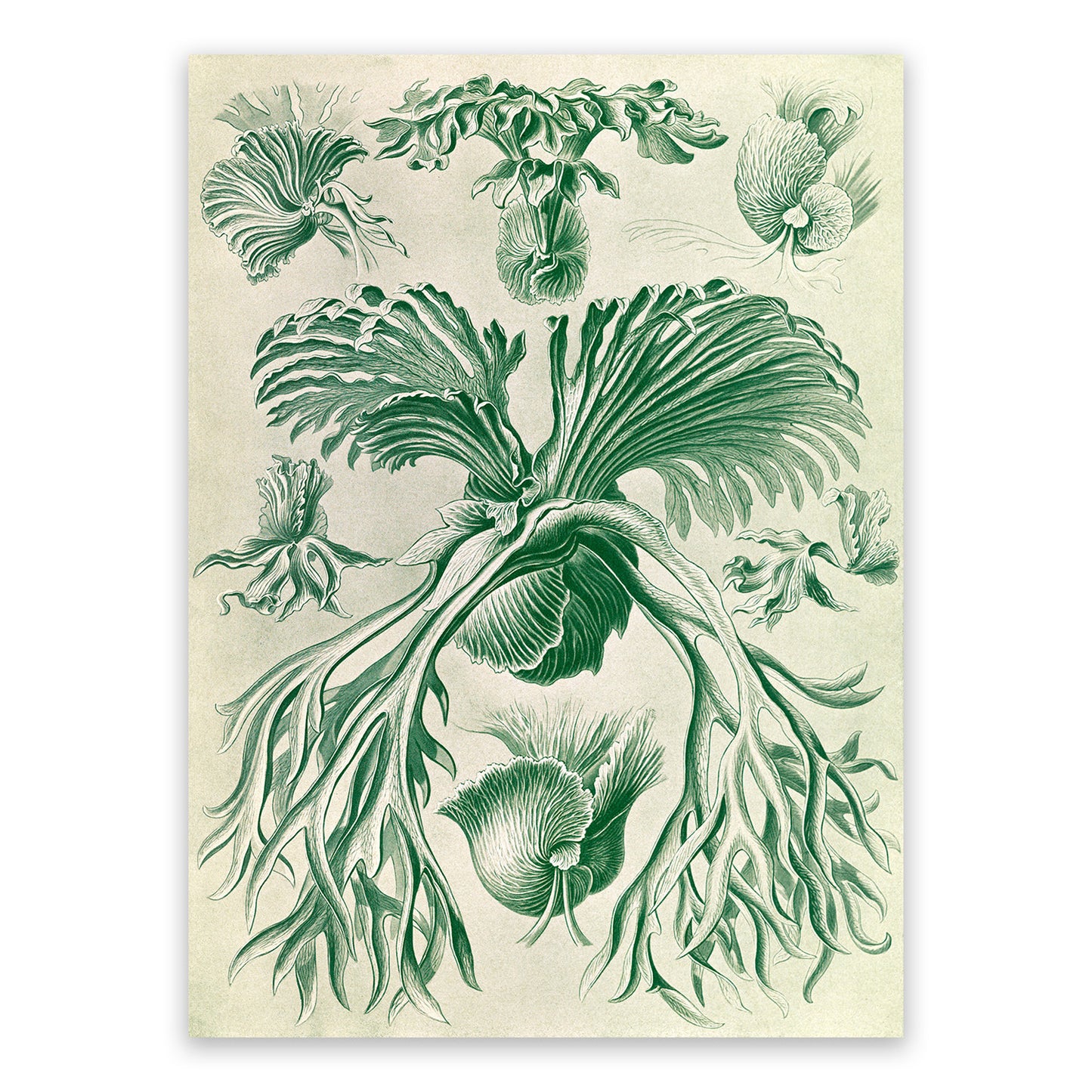 Filicinae Fern Print: Ernst Haeckel Plant Life Art NH60