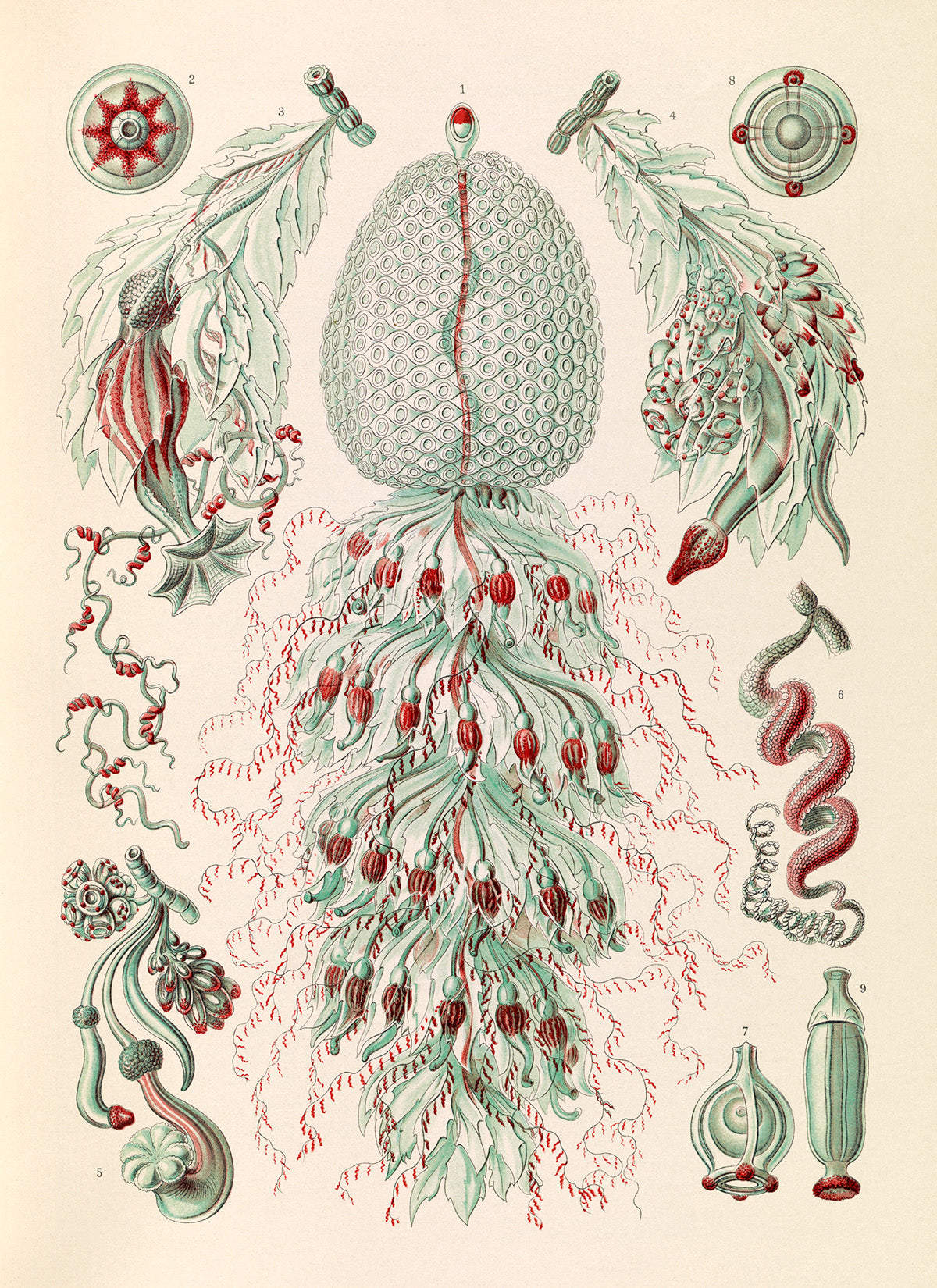 Siphonophores Marine Life Print: Ernst Haeckel Oceanography Art NH61