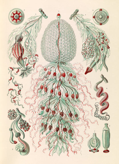 Siphonophores Marine Life Print: Ernst Haeckel Oceanography Art NH61