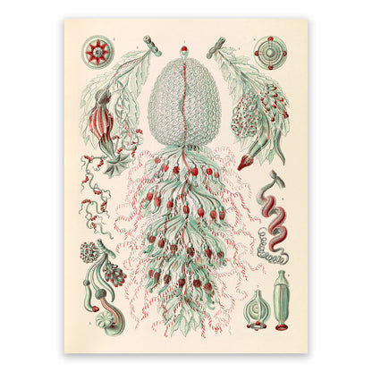 Siphonophores Marine Life Print: Ernst Haeckel Oceanography Art NH61
