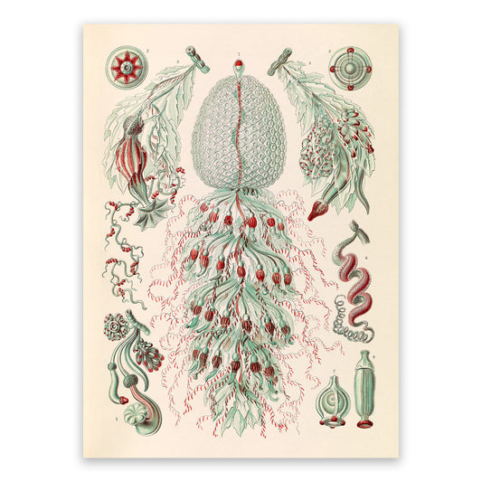Siphonophores Marine Life Print: Ernst Haeckel Oceanography Art NH61