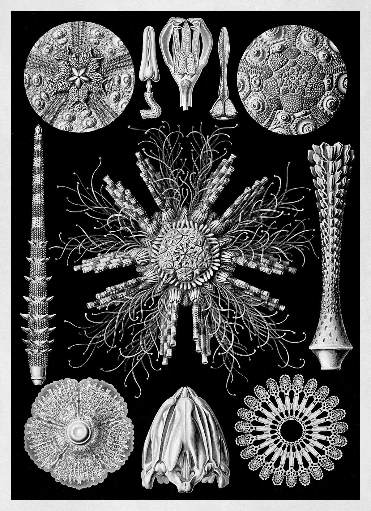 Ernst Haeckel Sea Urchins Print: Black & White Marine Life Art NH62
