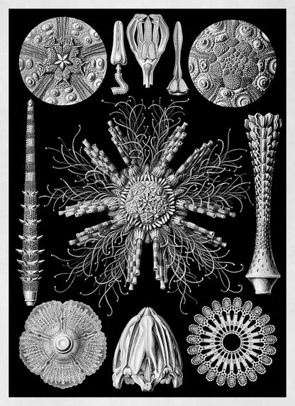 Ernst Haeckel Sea Urchins Print: Black & White Marine Life Art NH62