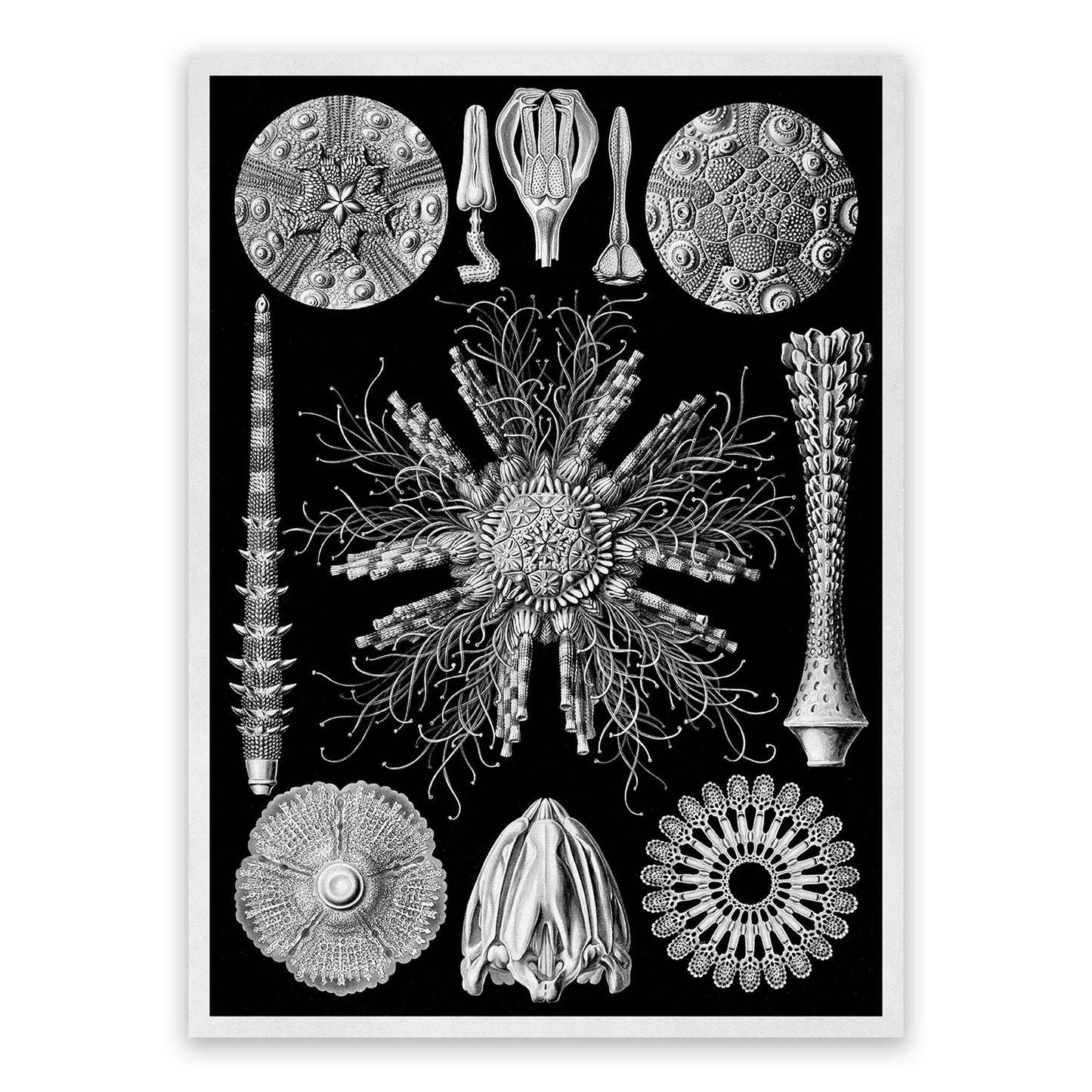 Ernst Haeckel Sea Urchins Print: Black & White Marine Life Art NH62