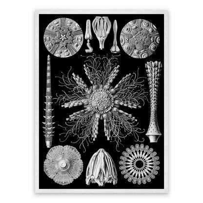 Ernst Haeckel Sea Urchins Print: Black & White Marine Life Art NH62