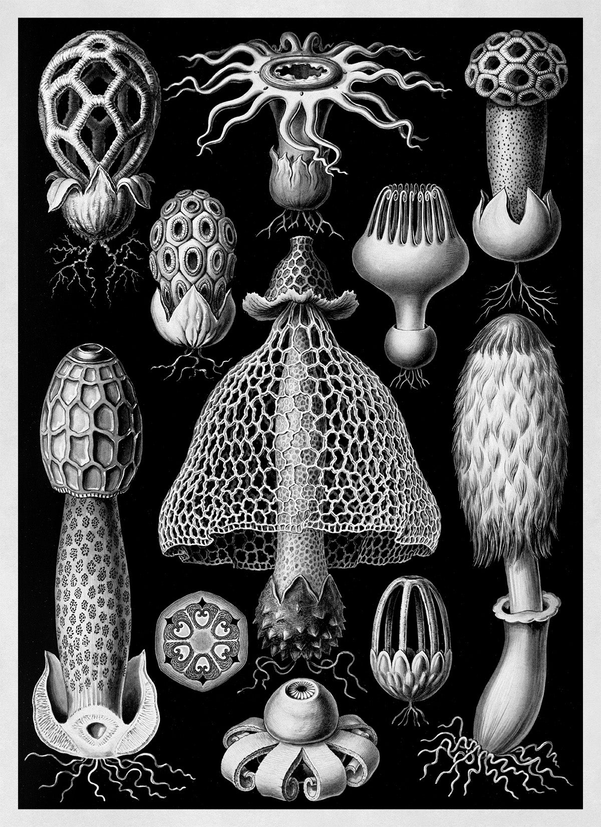 Fungi Species Print: Black & White Ernst Haeckel Mushroom Art NH63