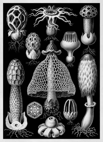 Fungi Species Print: Black & White Ernst Haeckel Mushroom Art NH63
