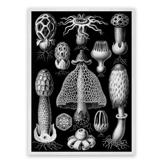 Fungi Species Print: Black & White Ernst Haeckel Mushroom Art NH63