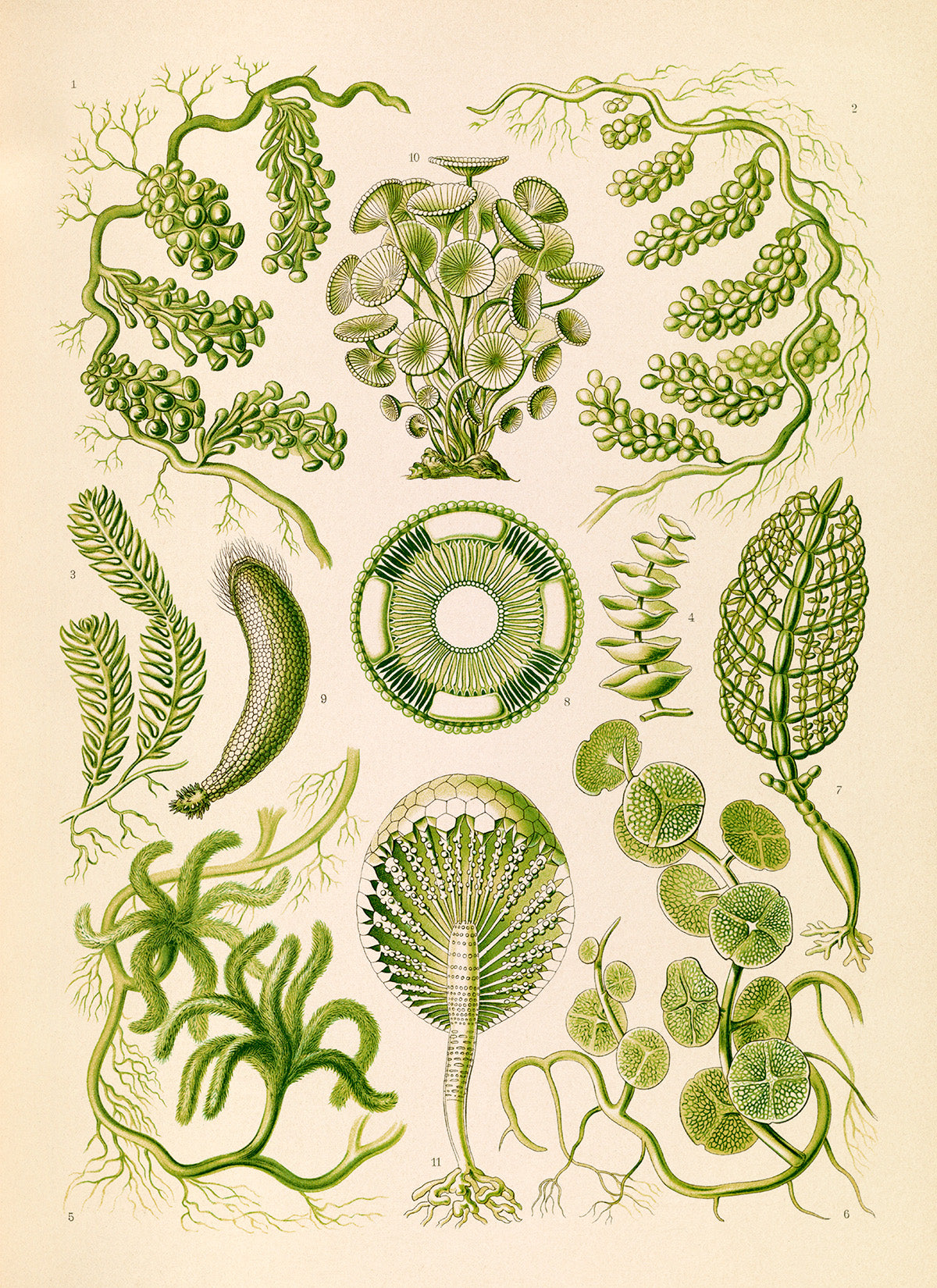 Green Seaweed Print: Ernst Haeckel Marine Biology Art NH64