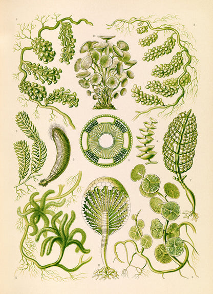 Green Seaweed Print: Ernst Haeckel Marine Biology Art NH64