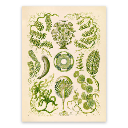 Green Seaweed Print: Ernst Haeckel Marine Biology Art NH64