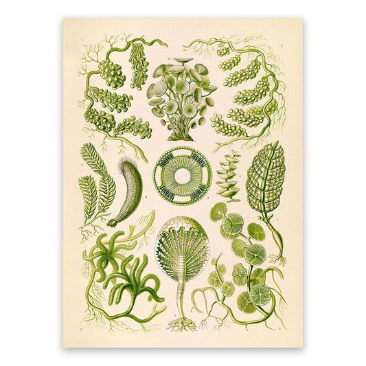 Green Seaweed Print: Ernst Haeckel Marine Biology Art NH64