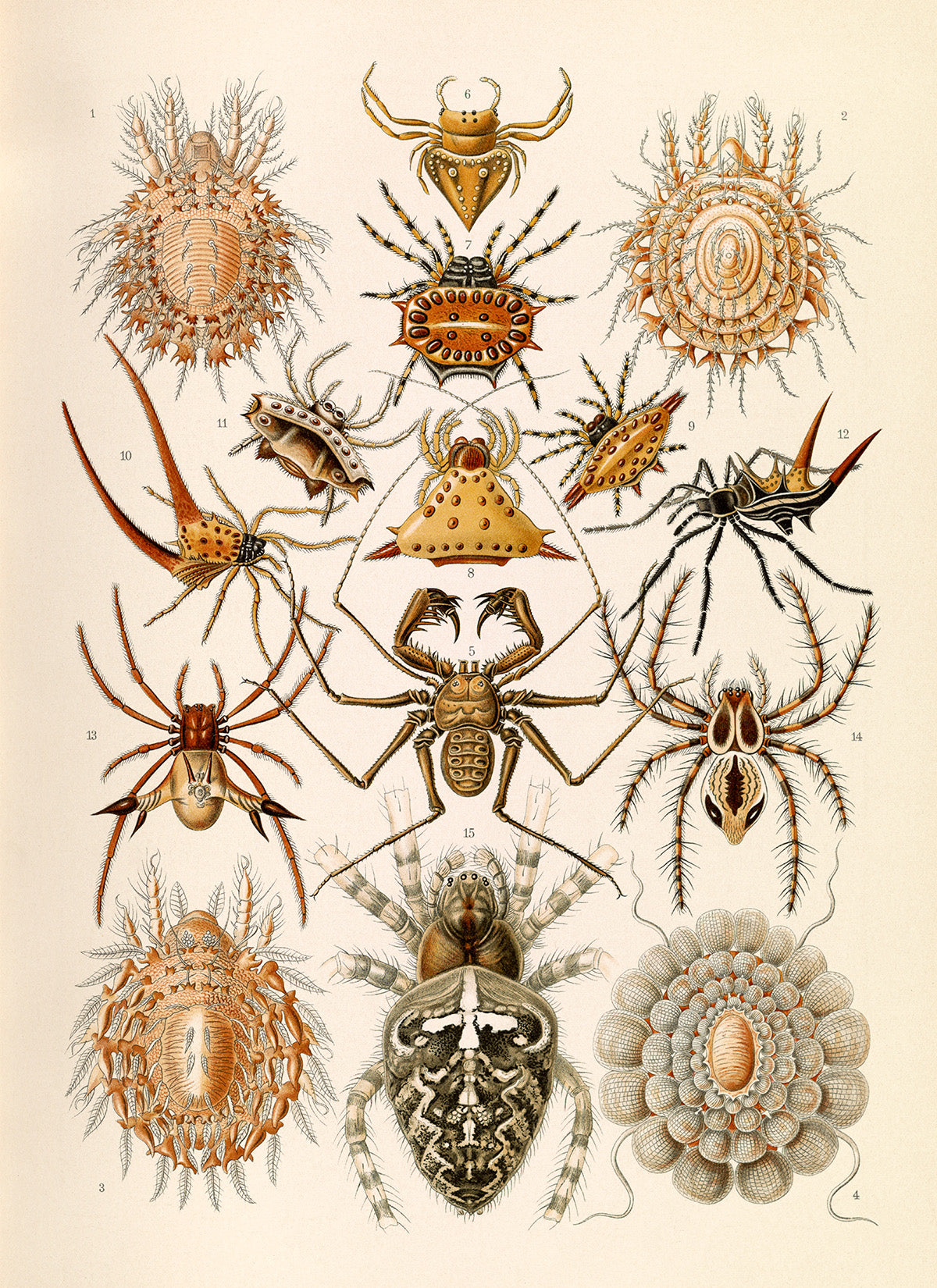 Ernst Haeckel Arachnids Print: Vintage Spider Species Art NH65