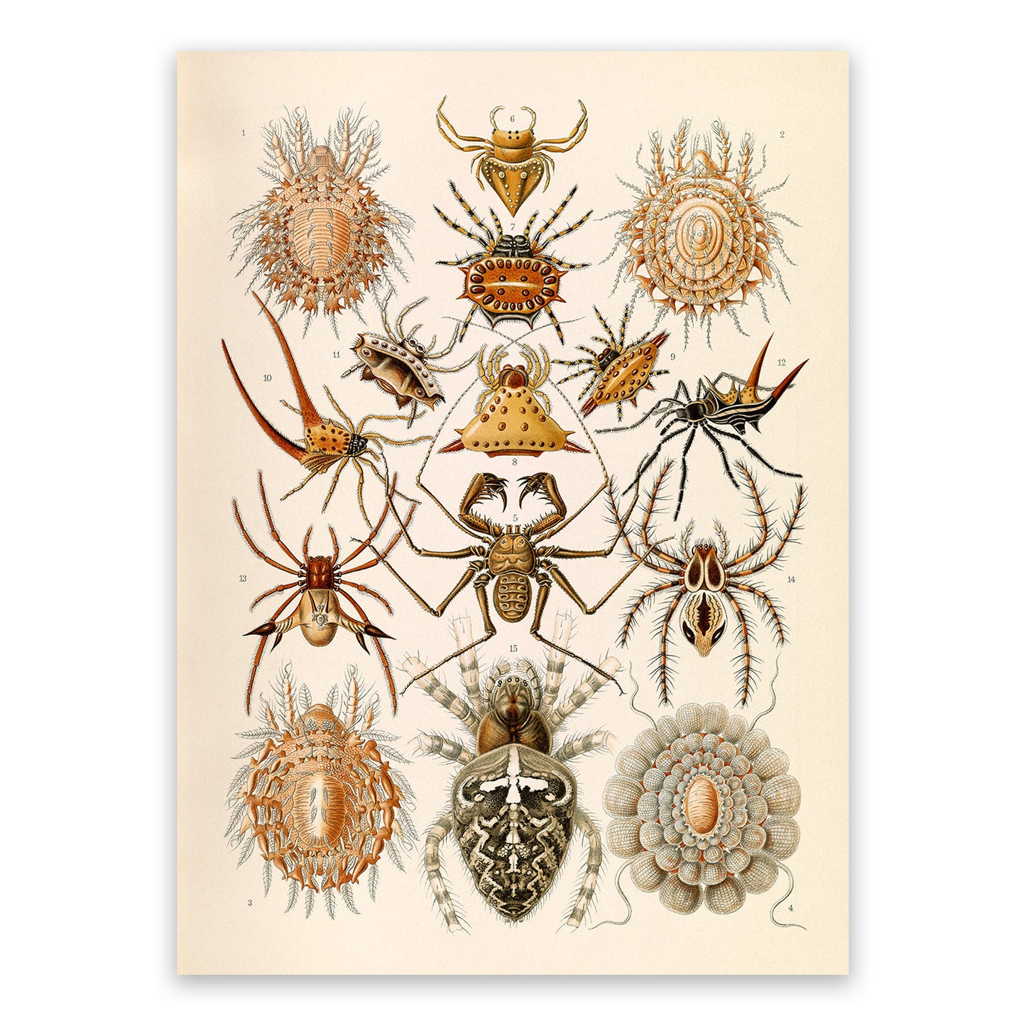 Ernst Haeckel Arachnids Print: Vintage Spider Species Art NH65