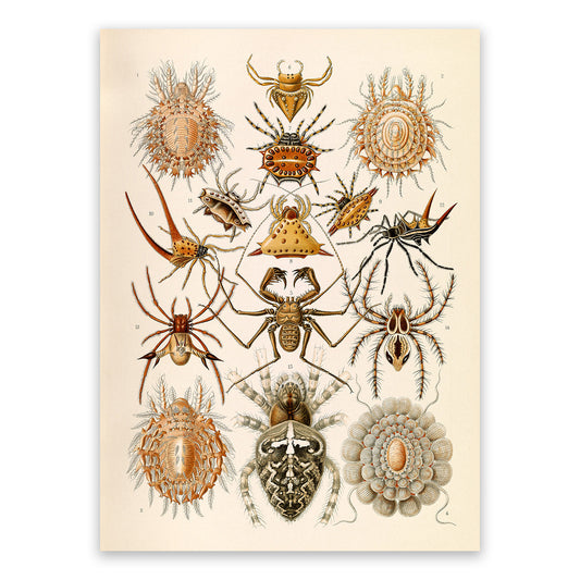 Ernst Haeckel Arachnids Print: Vintage Spider Species Art NH65