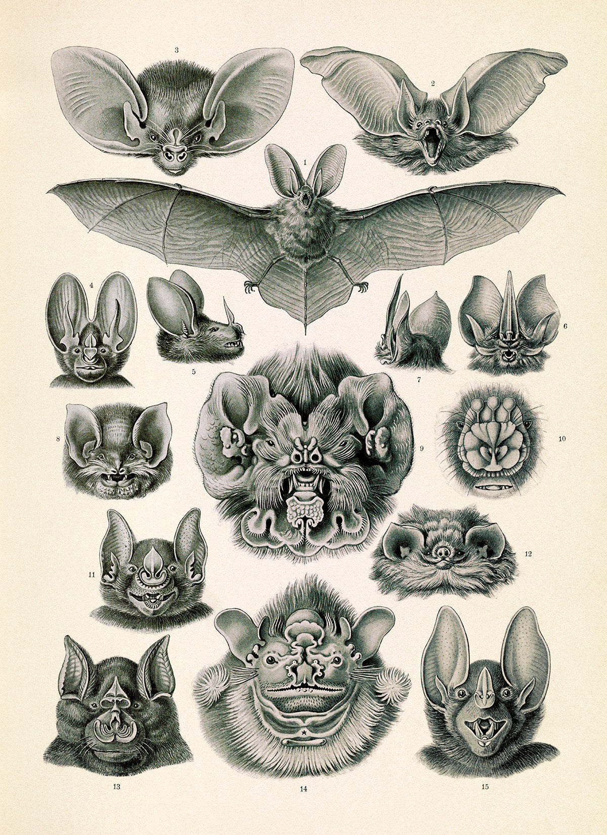 Ernst Haeckel Bat Print: Vintage Chiroptera Species Art NH66