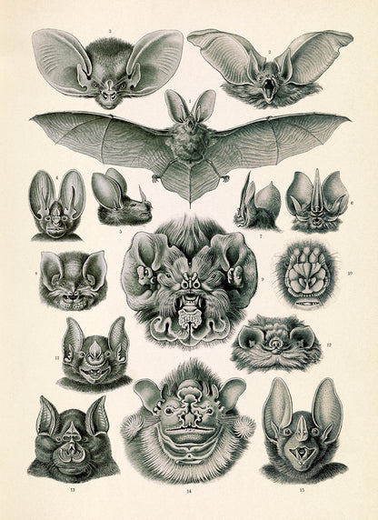 Ernst Haeckel Bat Print: Vintage Chiroptera Species Art NH66