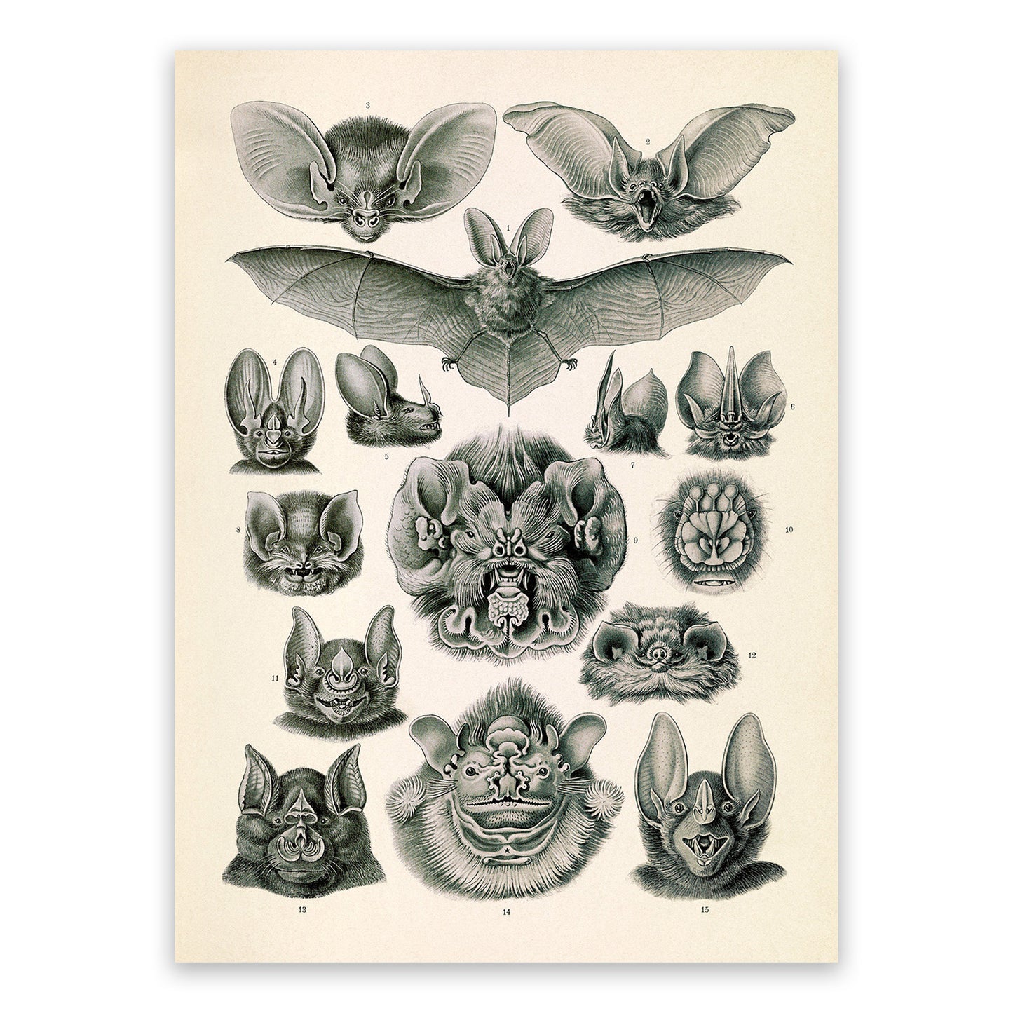 Ernst Haeckel Bat Print: Vintage Chiroptera Species Art NH66