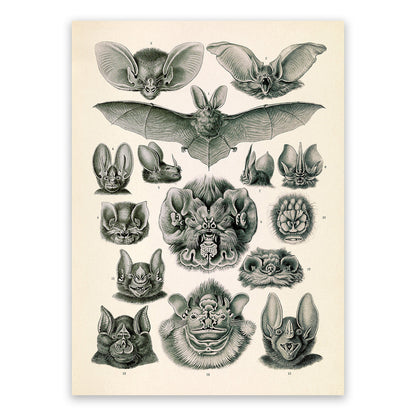 Ernst Haeckel Bat Print: Vintage Chiroptera Species Art NH66