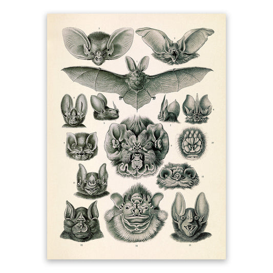 Ernst Haeckel Bat Print: Vintage Chiroptera Species Art NH66