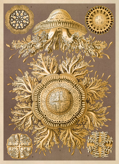 Jellyfish Species Print: Vintage Ernst Haeckel Oceanography Art NH67