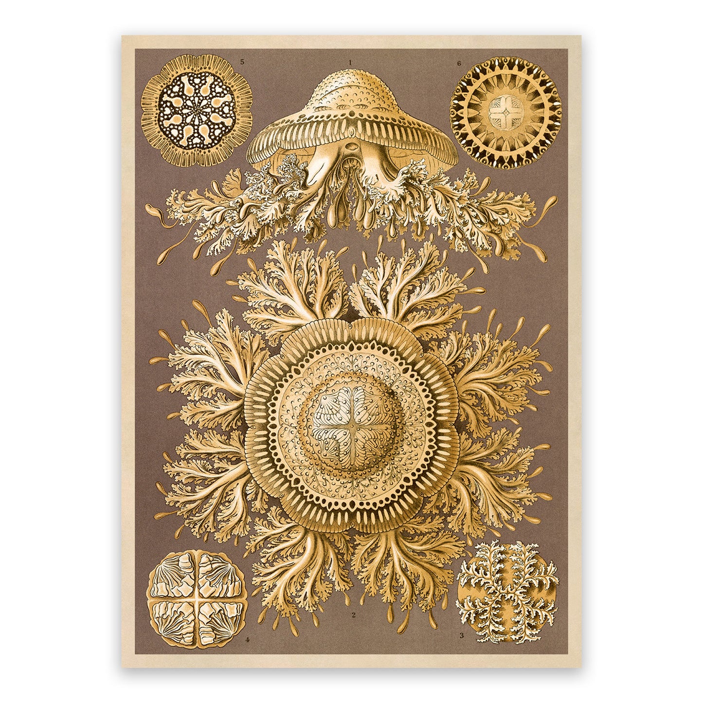 Jellyfish Species Print: Vintage Ernst Haeckel Oceanography Art NH67