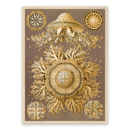Jellyfish Species Print: Vintage Ernst Haeckel Oceanography Art NH67